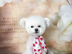 -读宠于你·约克夏比熊·睫角守宫·爬宠售卖(高新店)