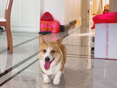 -BABYDOG宝贝狗宠物乐园(欧洲城店)