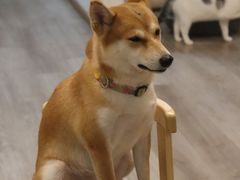 -柴迷FANS CLUB·柴犬狗咖·猫咖