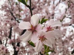 -中央广播电视塔