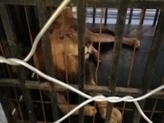 -枫叶小镇奥特莱斯