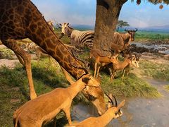 -国家自然博物馆