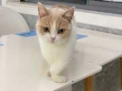 -喵的天空名猫咖啡馆·撸猫·猫舍·用品