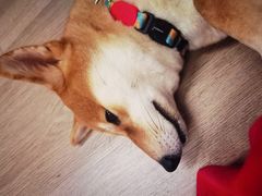 -柴迷FANS CLUB·柴犬狗咖·猫咖