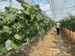 -马陆小张葡萄园农家乐