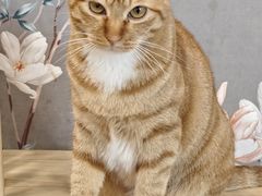 -楼上猫咖(罗湖店)