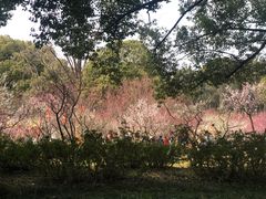 -无锡梅园公园