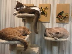 -猫小院猫主题咖啡厅(北锣店)