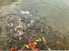 -谷丰健康凤贤居酒家