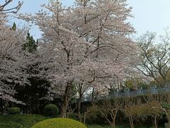 -嘉定紫藤园