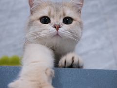 -琪喵猫屋·撸猫猫咖·猫舍