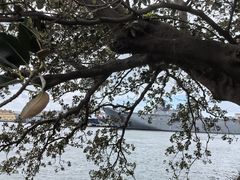 -麦考利夫人座椅