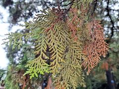 -泰山风景名胜区-普照寺
