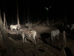 -清迈夜间动物园