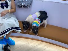 -猪盟咖啡店(玖洲道店)