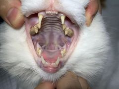 -北京赛佳动物医院