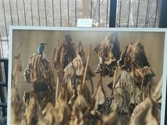 -同里国家湿地公园