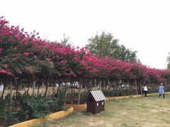 -武汉紫薇都市田园