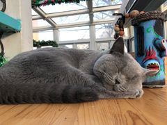 -猫小院猫主题咖啡厅(北锣店)