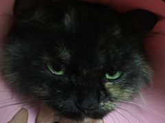 -芭比堂动物医院·犬猫全科·异宠专科(雁塔分院)