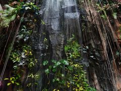 -正佳雨林生态植物园
