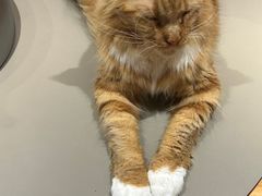 -MOCHA明星猫咖(田子坊店)