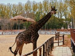 -北京野生动物园