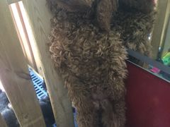 -瑞派宠物医院·24h·骨外科·皮肤科·全科宠物医疗转诊中心(沈阳浑南院)