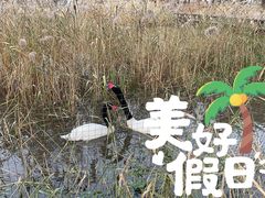-宁波杭州湾国家湿地公园