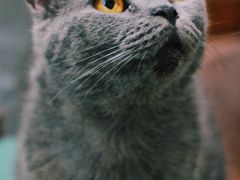 -猫色咖啡·猫咖