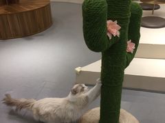 -飞行喵MR PILOT|猫舍·猫咖(静安大融城店)