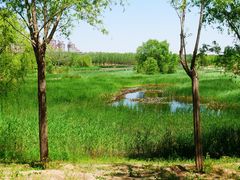 -马家湾湿地公园