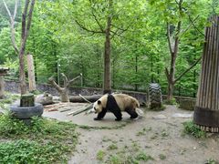 -都江堰中华大熊猫苑