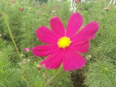 -天津东丽湖风景区