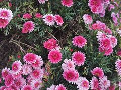 -悦见花开·花园里的火锅·露营·下午茶