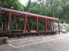 -银湖山郊野公园-相思林