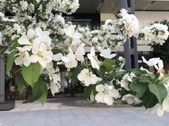 -Linlin泰餐厅(华夏幸福店)