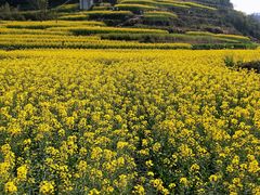 -桑洲油菜花景区
