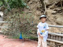 -栾川竹海野生动物园