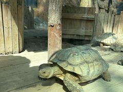 -大连森林动物园