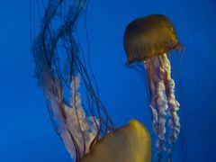 -太平洋海底世界