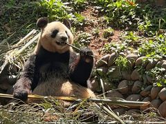 -中国大熊猫保护研究中心雅安碧峰峡基地