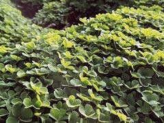 -盘龙城国家考古遗址公园