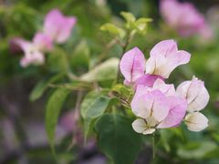 -深圳市中科院仙湖植物园
