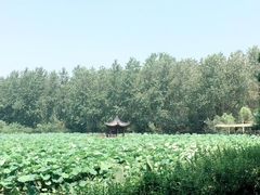 -合肥滨湖国家森林公园