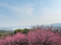 -香雪海