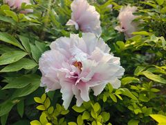 -洛阳市隋唐城遗址植物园
