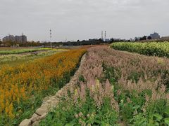 -三圣花乡旅游区