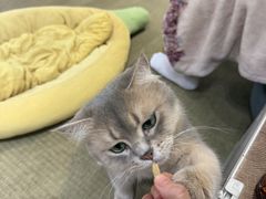 -逗柴咖啡屋·狗咖猫咖宠物桌游