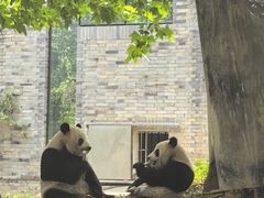 -都江堰中华大熊猫苑